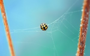 ladybug-462576_1280