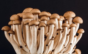 mushroom-389421_1280